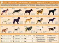 Комплект плакатов "Кинология" - «globural.ru» - Ессентуки