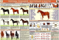 Комплект плакатов "Служебное коневодство" - «globural.ru» - Ессентуки