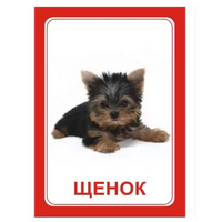 Логопедка "Щ, Х" (логопедические карточки) - «globural.ru» - Ессентуки