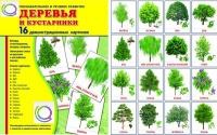 Демонстрационные карточки "Деревья и кустарники" - «globural.ru» - Ессентуки