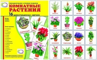 Демонстрационные карточки "Комнатные растения" - «globural.ru» - Ессентуки