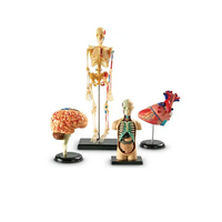 Дидактическое пособие по окружающему миру «Изучаем строение человека» (Анатомические модели) - «globural.ru» - Ессентуки