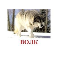 Карточки Домана "Дикие животные-1" - «globural.ru» - Ессентуки