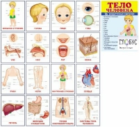 Раздаточные карточки "Тело человека" - «globural.ru» - Ессентуки