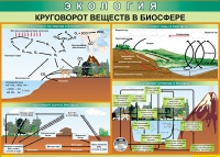 Таблица Круговорот веществ в биосфере 1000*700 винил - «globural.ru» - Ессентуки