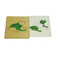 Строение лягушки с контуром - «globural.ru» - Ессентуки