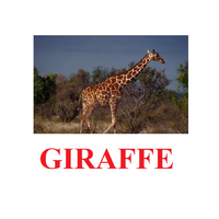 "Wild Animals-1" ("Дикие животные-1") английские карточки Домана - «globural.ru» - Ессентуки