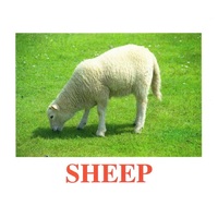 "Domestic Animals" ("Домашние животные") английские карточки Домана - «globural.ru» - Ессентуки