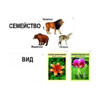 Модель-аппликация "Классификация растений и животных" (ламинированная) - «globural.ru» - Ессентуки