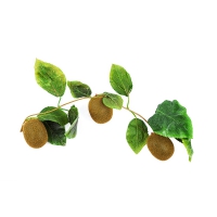 Муляж "Ветка киви" - «globural.ru» - Ессентуки