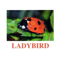 "Insects" ("Насекомые") английские карточки Домана - «globural.ru» - Ессентуки