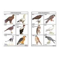 Комплект таблиц по зоологии раздаточных "Разнообразие животных. Птицы." (цвет.,лам., формат А4, 16 штук) - «globural.ru» - Ессентуки