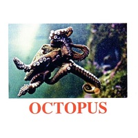 "Water Life" ("Подводный мир") английские карточки Домана - «globural.ru» - Ессентуки