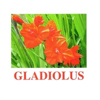 "Flowers-1" ("Цветы-1") английские карточки Домана - «globural.ru» - Ессентуки