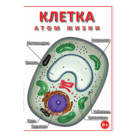 DVD Клетка - "атом жизни" - «globural.ru» - Ессентуки