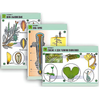 Комплект таблиц по биологии демонстрационный "Ботаника 1" (12 таблиц, формат А1, лам.) - «globural.ru» - Ессентуки