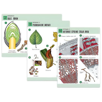 Комплект таблиц по биологии демонстрационный "Ботаника 2" (18 таблиц, формат А1, лам. - «globural.ru» - Ессентуки