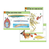 Комплект таблиц по биологии демонстрационный "Зоология 2" (16 таблиц, формат А1, лам.) - «globural.ru» - Ессентуки