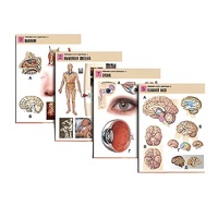 Комплект таблиц по биологии демонстрационный "Человек и его здоровье 2" (10 таблиц, формат А1, лам.) - «globural.ru» - Ессентуки