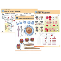 Комплект таблиц по биологии демонстрационный "Общая биология 1" (16 таблиц, формат А1, лам.) - «globural.ru» - Ессентуки