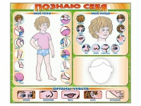 Стенд маркерный "Познаю себя" (тело, голова, органы чувств) - «globural.ru» - Ессентуки