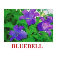 "Wild Flowers-Herbs" ("Полевые цветы-Травы") английские карточки Домана - «globural.ru» - Ессентуки