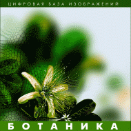 Ботаника. (Цифровая база изображений) - «globural.ru» - Ессентуки