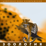 Зоология. (Цифровая база изображений) - «globural.ru» - Ессентуки