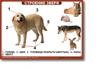 Ознакомление с окружающим миром. 1-4 класс. Комплект таблиц. Наглядные пособия для начальной школы, учебные пособия - «globural.ru» - Ессентуки