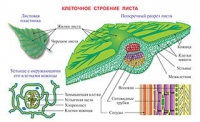 Плакаты и таблицы по биологии - «globural.ru» - Ессентуки