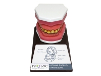 Демонстрационная модель "Ротовая полость курильщика" - «globural.ru» - Ессентуки