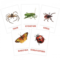 Раздаточные карточки "Насекомые" - «globural.ru» - Ессентуки