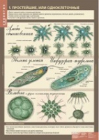 Биология 7 класс. Животные (комплект таблиц) - «globural.ru» - Ессентуки