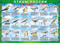 Таблица Птицы России из  4 листов в комплекте 1000*1400 винил	 - «globural.ru» - Ессентуки