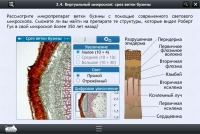 Интерактивные курсы. Биология 5 класс. Базовый  - «globural.ru» - Ессентуки