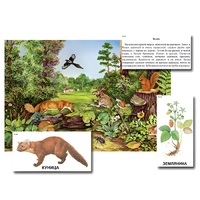 Магнитный плакат-аппликация "Лес: биоразнообразие и взаимосвязи в сообществе" - «globural.ru» - Ессентуки
