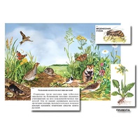 Магнитный плакат-аппликация "Луг: биоразнообразие и взаимосвязи в сообществе" - «globural.ru» - Ессентуки