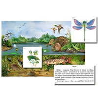 Магнитный плакат-аппликация "Водоем: биоразнообразие и взаимосвязи в сообществе" - «globural.ru» - Ессентуки