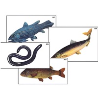 Модель-аппликация "Разнообразие низших и высших хордовых" (ламинированная) - «globural.ru» - Ессентуки