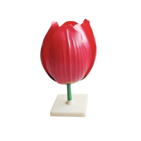Модель "Цветок тюльпана" - «globural.ru» - Ессентуки