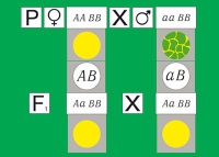 Модель-аппликация Дигибридное скрещивание. Законы Менделя. (набор из 84 карт) - «globural.ru» - Ессентуки