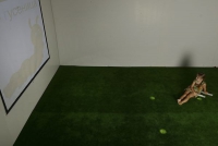 Интерактивная светозвуковая система “Лайт Бим” - «globural.ru» - Ессентуки