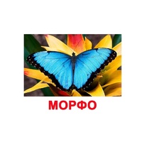 Карточки Домана "Бабочки" - «globural.ru» - Ессентуки