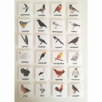 Набор карточек "ПТИЦЫ" - «globural.ru» - Ессентуки