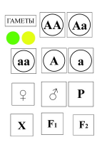 Модель-аппликация Моногибридное скрещивание и его цитологические основы - «globural.ru» - Ессентуки