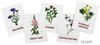 Раздаточные карточки "Цветы полевые" - «globural.ru» - Ессентуки