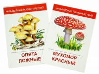Раздаточные карточки "Грибы съедобные и не съедобные" - «globural.ru» - Ессентуки