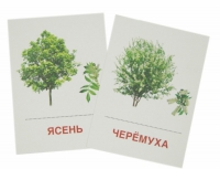 Раздаточные карточки "Деревья и кустарники" - «globural.ru» - Ессентуки