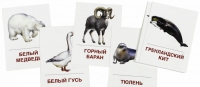 Раздаточные карточки "Животные холодных широт" - «globural.ru» - Ессентуки