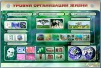 Электрифицированный стенд "Уровни организации жизни" - «globural.ru» - Ессентуки
